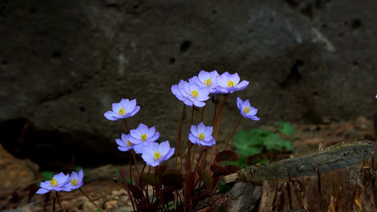 Les bases du poker en ligne