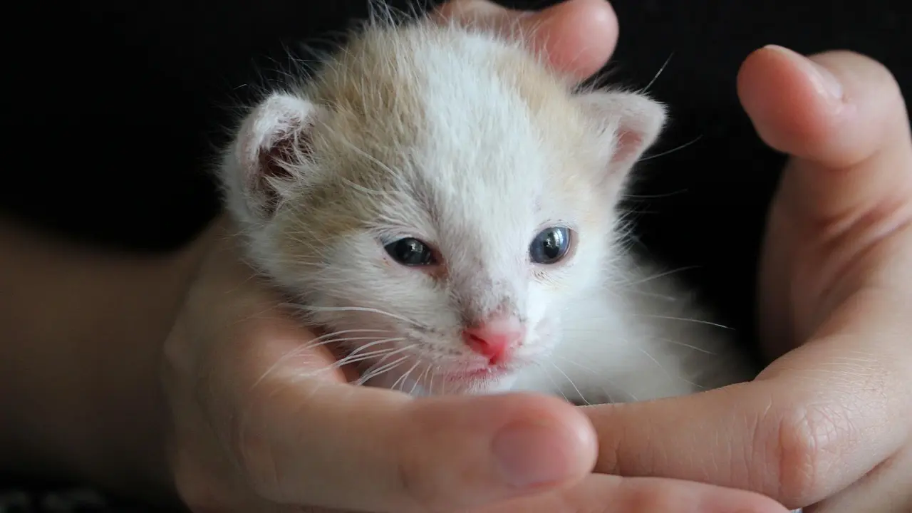 Conseils pour briller en table finale